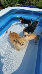 Chi Pool Beautiful Dogs Cute Chihuahua Dog Mom