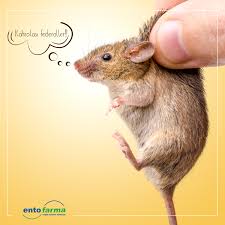 Yaramazlik Eglencelidir Ama Profesyonellerden Uzak Olmak Sartiyla Fare Mouse Komik Entofarma Hayvanlar Fareler Komik