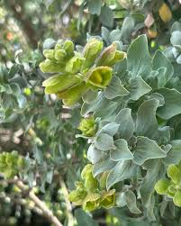 Image result for Salacia bussei