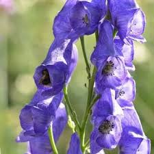 Buy Veronica 'Shirley Blue' (Speedwell) in the UK