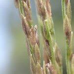 Image result for Digitaria nuda