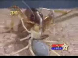 It is the same class that infected camel spider bite photo. Giant Weta Camel Spider Makeout Session Youtube