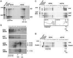 Staples 8 tab dividers template unique 8 tab divider. The H19 Transcript Is Associated With Polysomes And May Regulate Igf2 Expression In Trans Journal Of Biological Chemistry