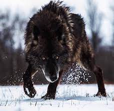 Huge Black Timber Wolf Looking Like An Album Cover Natureismetal Wolf Photos Timber Wolf Animals Beautiful