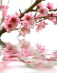 Download high quality flower pictures for your mobile, desktop or website. Beautiful Flowers 30916 Flowers Photo Flowers