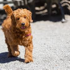 These dogs have sensitive stomachs, so finding the best food for your goldendoodle should be one of the first things you prioritize when you bring your. 12 Facts About The Goldendoodle