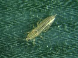 Image result for Onion Thrips