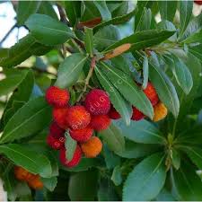 Arbousier Arbutus Unedo Arbuste Mediterraneen Vente En Ligne
