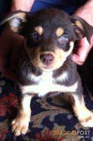 Kelpie Puppy We Had To Give Away A Puppy That Looked Just Like This D I M Happy To See An Almost Picture Cute Animals Dog Pictures Dogs For Sale