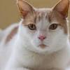 Story image for Best Pet Supplies Pet Flea Tick Control For Sale from Vineland Daily Journal