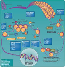 The modulation of chromatin dynamics by histone ptms and their mechanisms of action have attracted great attention. Exploring Epigenetics In Cancer