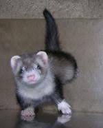 Black And White Ferret Demystifying The Angora Ferret The Black Footed Ferret Funny Ferrets Ferret Baby Ferrets