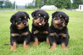 Pin Pa Puppies Puppies Puppies