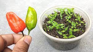 How To Grow Chilli Seeds Faster In Small Pot Grow Chilli Easily At Home Youtube Chilli Seeds Chilli Plant Growing Fruit
