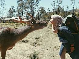 Karena harga tiket masuk wisata ranca upas bisa dikatakan cukup murah, tempat ini selalu padat oleh pengunjung. Ranca Upas Bandung Tiket Aktivitas Agustus 2021 Travelspromo