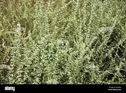 Image result for Aerva lanata