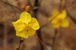 Image result for Ochna macrocalyx