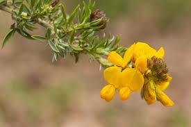 Image result for Adenocarpus mannii