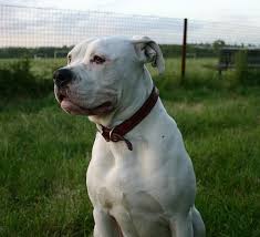 Characteristics, history, care tips, and helpful information for pet. American Bulldog Greatdogsite