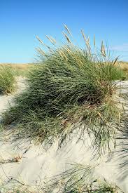 Image result for Aframmi longiradiatum