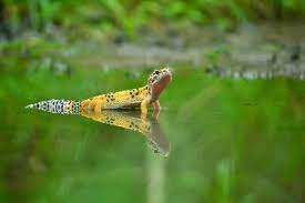 My fancy gecko loves to be close. Leopard Gecko Care Sheet A Complete Guide For Beginners