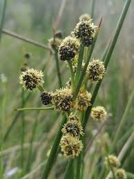 Image result for Schoenoplectus scirpoides