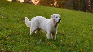 She is a well mannered dog, and as is very typical of labs, she loves attention. 10 Facts You Didn T Know About The English Cream Golden Retriever All Things Dogs All Things Dogs