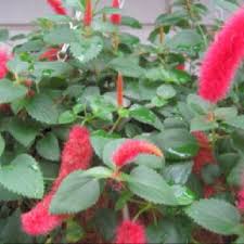 Chenille Plant Some Sites Say Non Toxic To Dogs Others Say Toxic My Dogs Play With The Fuzzy Blooms And Have Never Go Chenille Plant Pretty Plants Plants