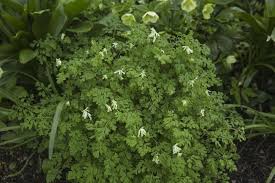 Get great deals on ebay! Gardening 101 Corydalis Gardenista