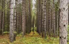 A story for kids in verse. Wildfire In Jack Pine Forests How Drones And Satellites Can Help Recovery Drone Below
