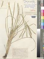 Image result for Eleusine africana