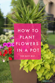 Many of us find a flower we want to plant, dig a hole, plop the flower in the hole, and assume it will grow. Tutorial How To Plant Flowers In A Pot Life On Virginia Street