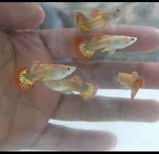 Places istanbul, turkey pet service guppy betta fish posts. Jace Guppy And Betta Fish Taguig Facebook
