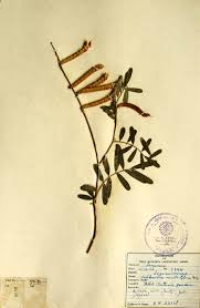 Image result for Tephrosia noctiflora