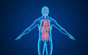 The ancient chinese concept of the internal anatomy involved five fundamental viscera: Background Of Five Visceral Organs Of Human Body Creative Image Picture Free Download 400176308 Lovepik Com