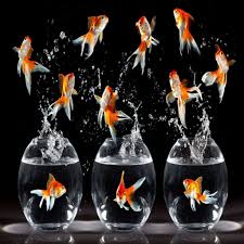 Electric dancing fish cat toy wagging interactive flipping realistic pet toy. Dancing Fish Funny Hd Wallpaper Goldfish Wallpaper Fish Wallpaper Golden Fish