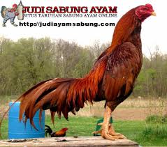 Pin Di Berita Ayam Bangkok