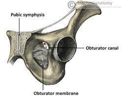 The hindlimb skeleton includes the pelvic girdle, consisting of the fused ilium, ischium, and pubis, and the. The Obturator Nerve Course Motor Sensory Teachmeanatomy