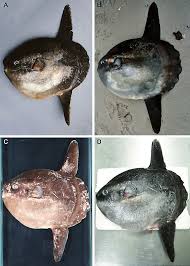 Since their childhood, the two brothers julian and orlando rodriguez dedicated thei… Ocean Sunth Sh Mola Mola Specimens Found In The Baltic Sea A Shortly Download Scientific Diagram