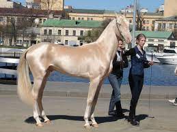 Die Eigenschaften Des Akhal Teke Einem Der Schonsten Pferde Der Welt Curioctopus De
