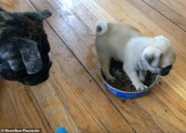 Crafted in the usa · feed your best friend · satisfaction guarantee Pug Puppies Taste Kibble For The First Time And Refuse To Share Video Eminetra Co Uk
