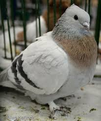 Lucerne Gold Collar Pigeon Bird Animals And Pets Animals