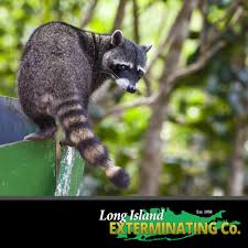 Abd » new york » westchester county » peekskill ». Long Island And Nyc Animal Control Wildlife Removal Services Long Island Exterminator Pest Control Wildlife Removal Nyc