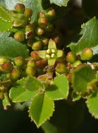 Image result for Rinorea ilicifolia