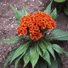 Orange Celosia Flower Seed Cockscomb Seeds Flower Seeds Celosia Flower Fragrant Flowers