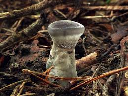 Image result for Phellodon niger