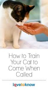 How To Train Your Cat To Come When Called Lovetoknow Cat Training Cat Behavior Cat Care