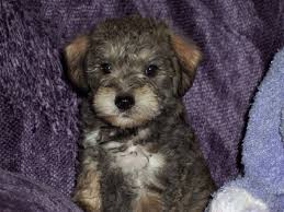 Maybe you would like to learn more about one of these? Schnauzer Poodle Mix Blrobin1952 Flickr