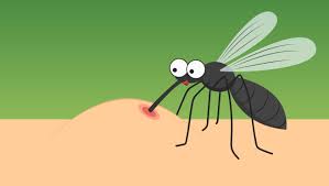 Image result for mosquito bite