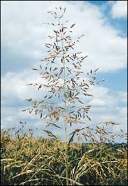 1l (approx.) for more great weed killer at b&m, check out our range online and buy in. Johnsongrass Control Mu Extension